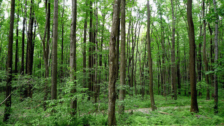 Đất rừng phòng hộ có được thế chấp không theo quy định 2022